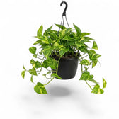 Medium Epipremnum aureum plant in a hanging nursery pot on a white background