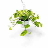 Medium Epipremnum aureum plant in a hanging nursery pot on a white background