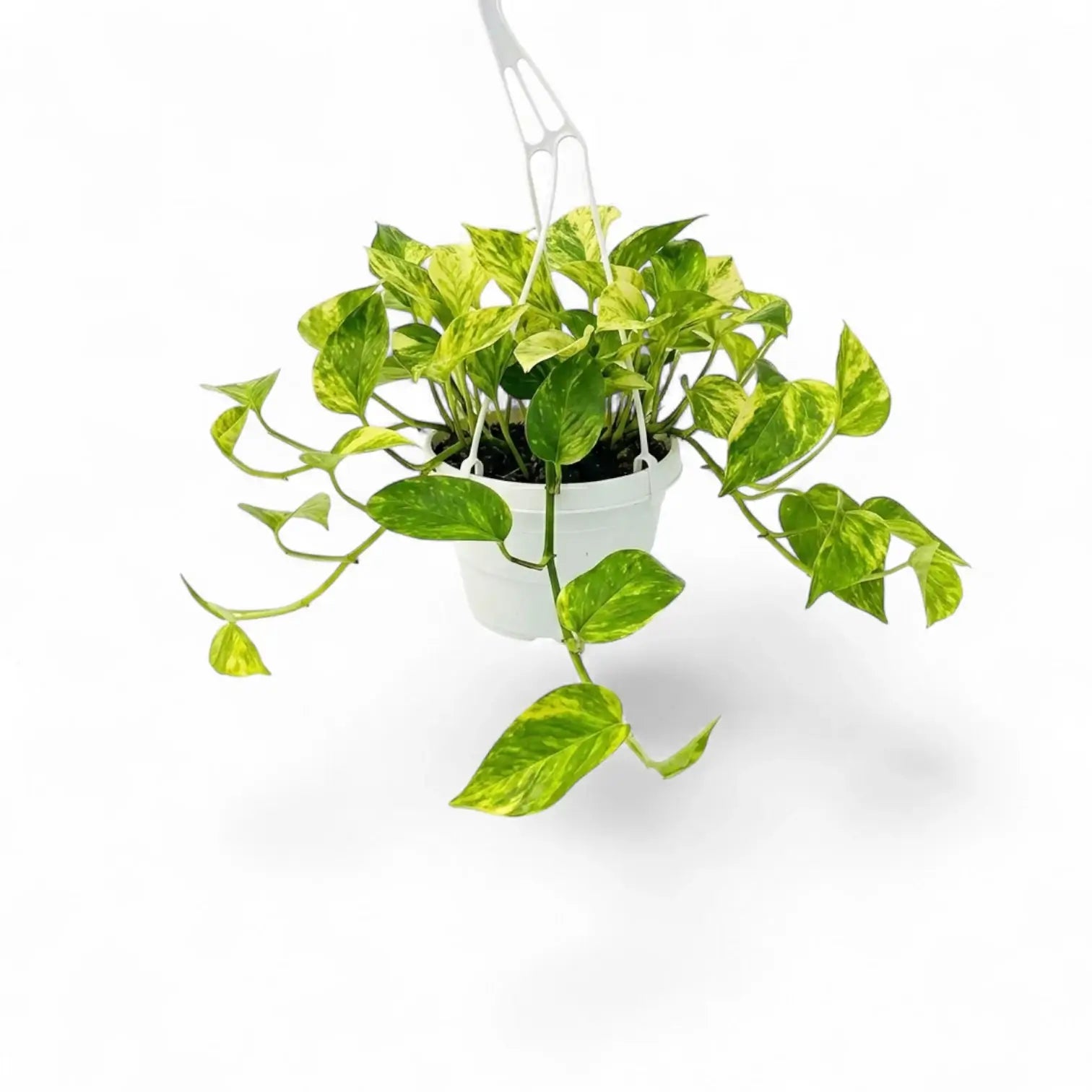 Medium Epipremnum aureum plant in a hanging nursery pot on a white background