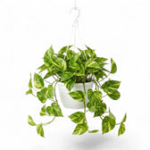 Medium Epipremnum aureum plant in a hanging nursery pot on a white background