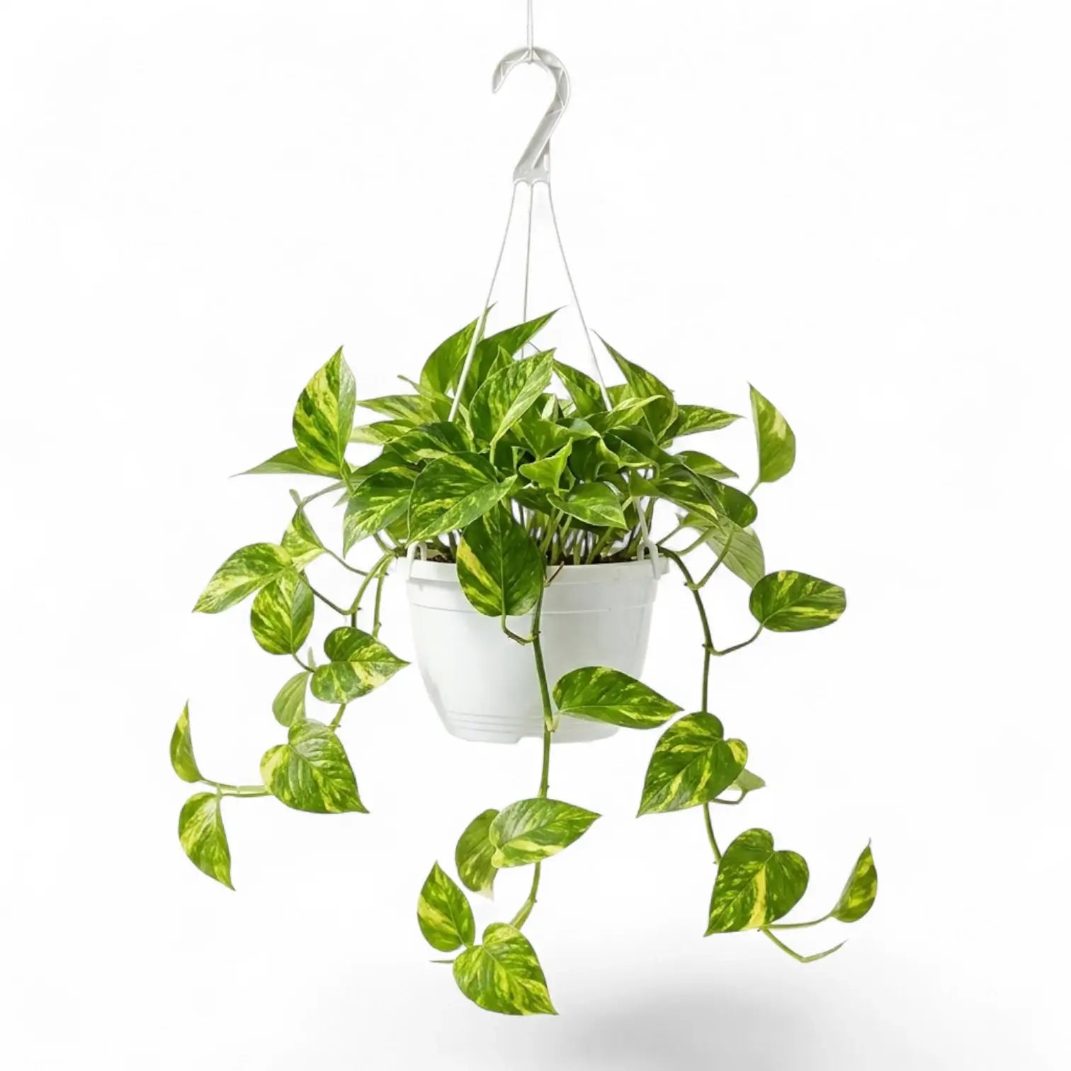 Medium Epipremnum aureum plant in a hanging nursery pot on a white background