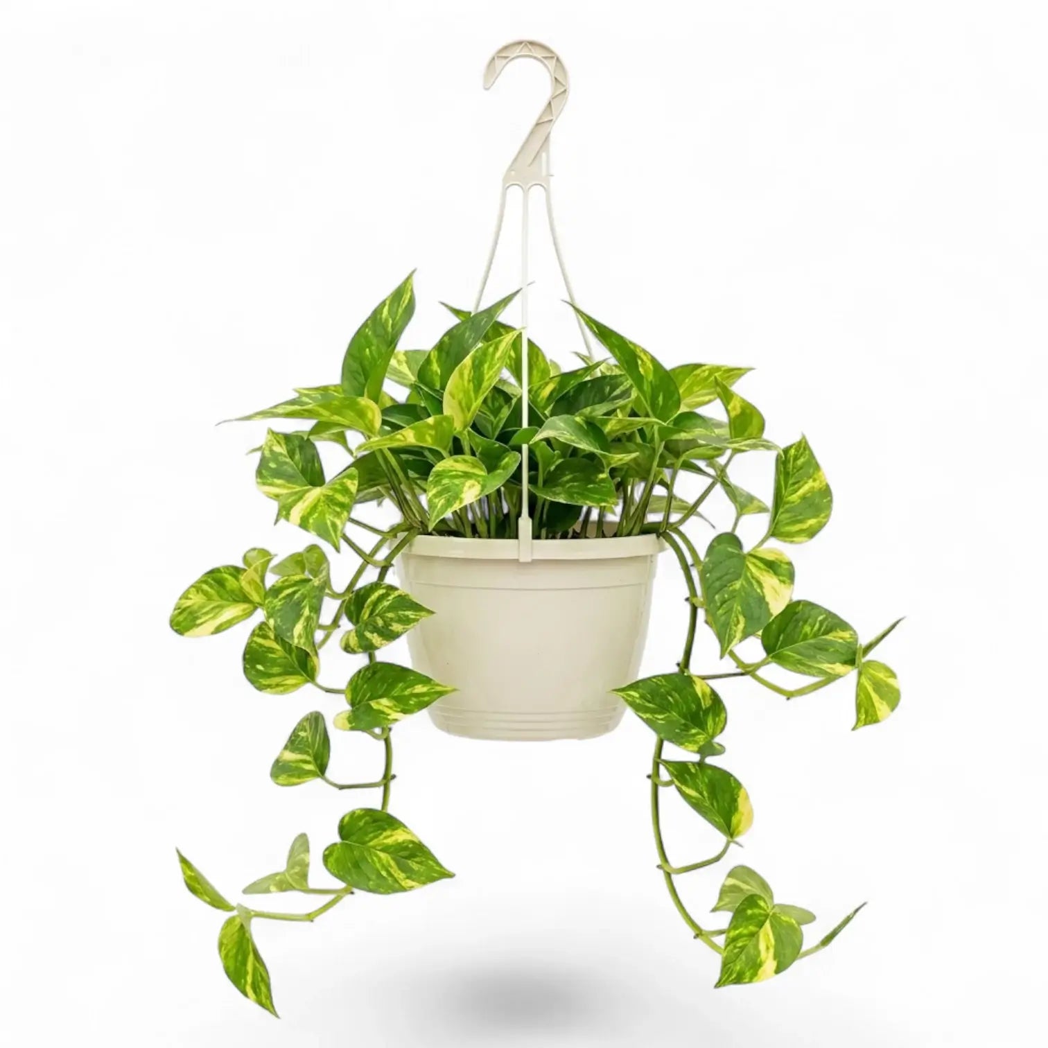 Medium Epipremnum aureum plant in a hanging nursery pot on a white background
