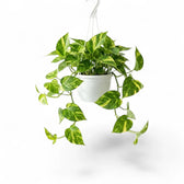 Medium Epipremnum aureum plant in a hanging nursery pot on a white background