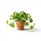 Medium Epipremnum aureum plant in a hanging nursery pot on a white background