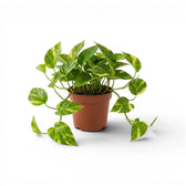 Medium Epipremnum aureum plant in a nursery pot on a white background
