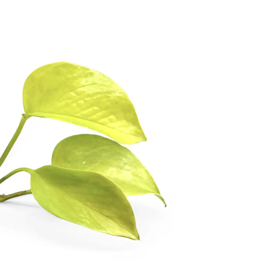 Epipremnum aureum 'Neon' ('Neon Pothos', 'Golden Pothos') close-up of leaf on white background.