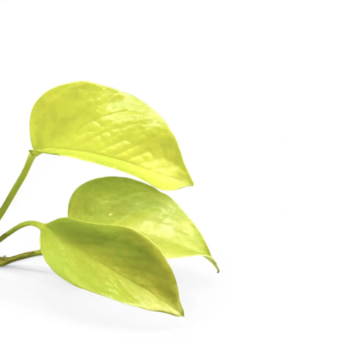philodendron neon pothos Epipremnum 'Neon'