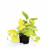 neon pothos yellowing Epipremnum 'Neon'