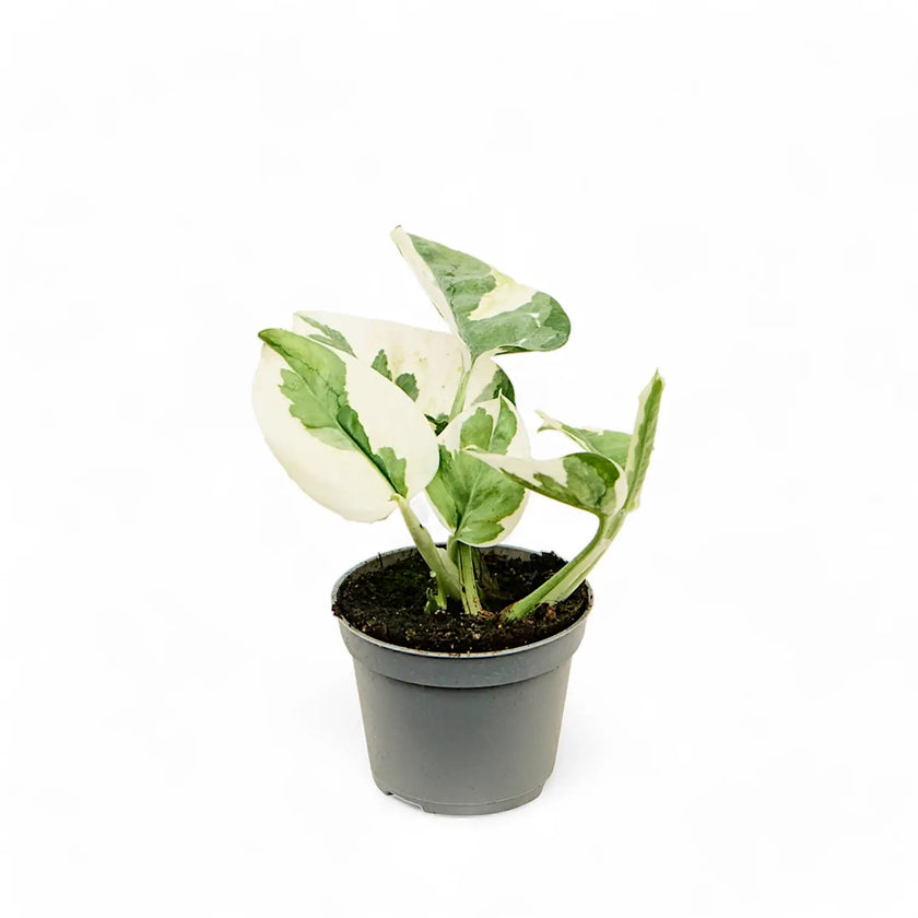 Epipremnum aureum 'N'Joy' potted plant in nursery pot on white background.