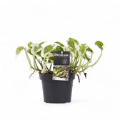 Epipremnum aureum 'N'Joy' – Topfpflanze im Kulturtopf vor weißem Hintergrund, Produktfoto 6.