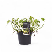 Epipremnum aureum 'N'Joy' potted plant in nursery pot on white background.