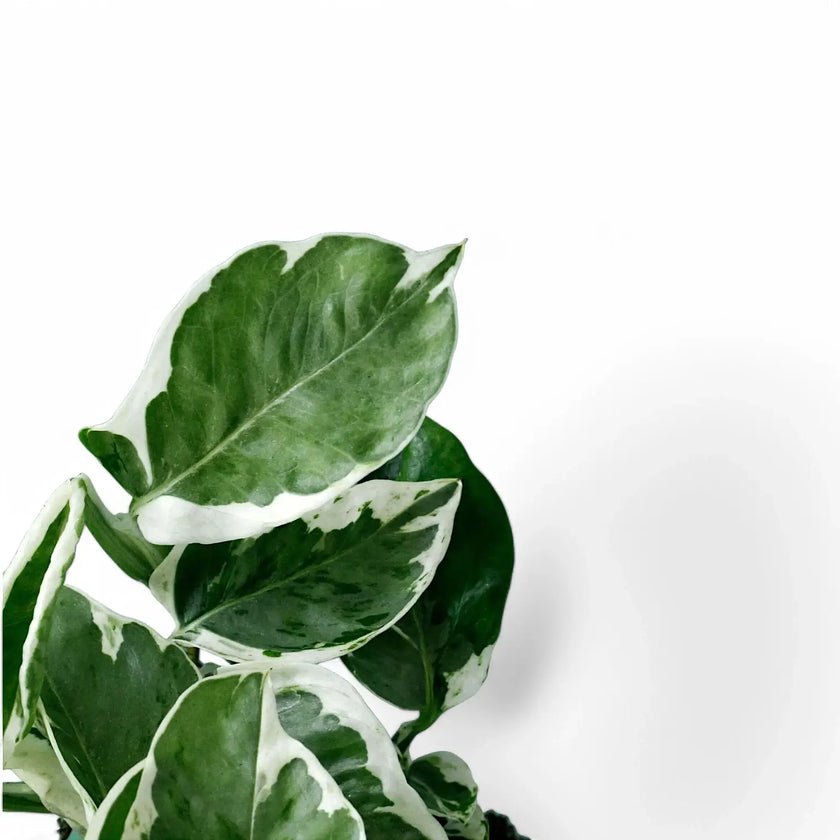 Epipremnum aureum 'Pearls and Jade' aka 'White Panther' close-up of leaf on white background.