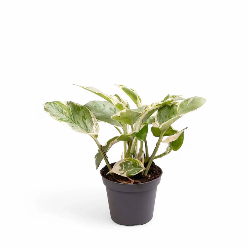 Epipremnum aureum 'Pearls and Jade' aka 'White Panther' potted plant in nursery pot on white background.