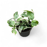 Epipremnum aureum 'Pearls und Jade' aka 'White Panther' Zimmerpflanze im Anzuchttopf vor weißem Hintergrund, Produktfoto 3.
