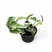 Epipremnum aureum 'Pearls und Jade' aka 'White Panther' Zimmerpflanze im Anzuchttopf vor weißem Hintergrund, Produktfoto 4.