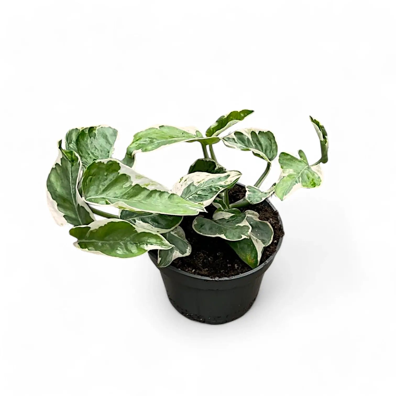 Epipremnum aureum 'Pearls und Jade' aka 'White Panther' Zimmerpflanze im Anzuchttopf vor weißem Hintergrund, Produktfoto 4.