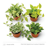 Epipremnum aureum Selection with four colourful varieties arranged in nursery pots, angled view