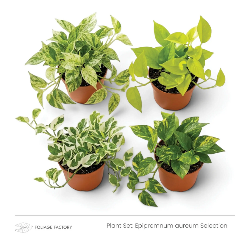 Epipremnum aureum Selection with four colourful varieties arranged in nursery pots, angled view