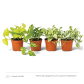 Epipremnum aureum Selection plant set with four lime, yellow-green and white-variegated plants in nursery pots