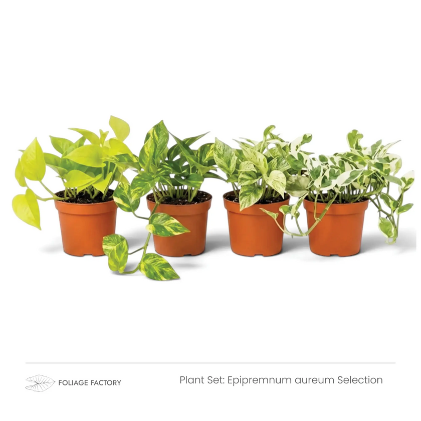 Epipremnum aureum Selection plant set with four lime, yellow-green and white-variegated plants in nursery pots