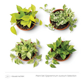 Epipremnum aureum Selection with four varieties showing lime, marbled and white-green leaves viewed from above