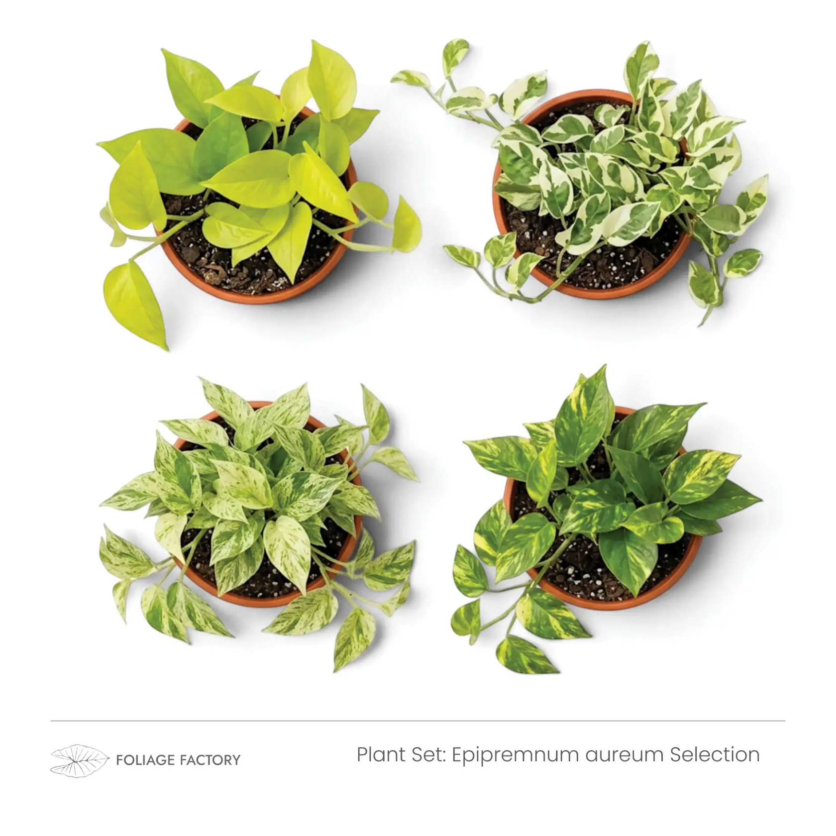 Epipremnum aureum Selection with four varieties showing lime, marbled and white-green leaves viewed from above