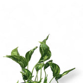 Epipremnum aureum 'Shangri La' aka 'Sleeping Pothos' – Blattdetail vor weißem Hintergrund..