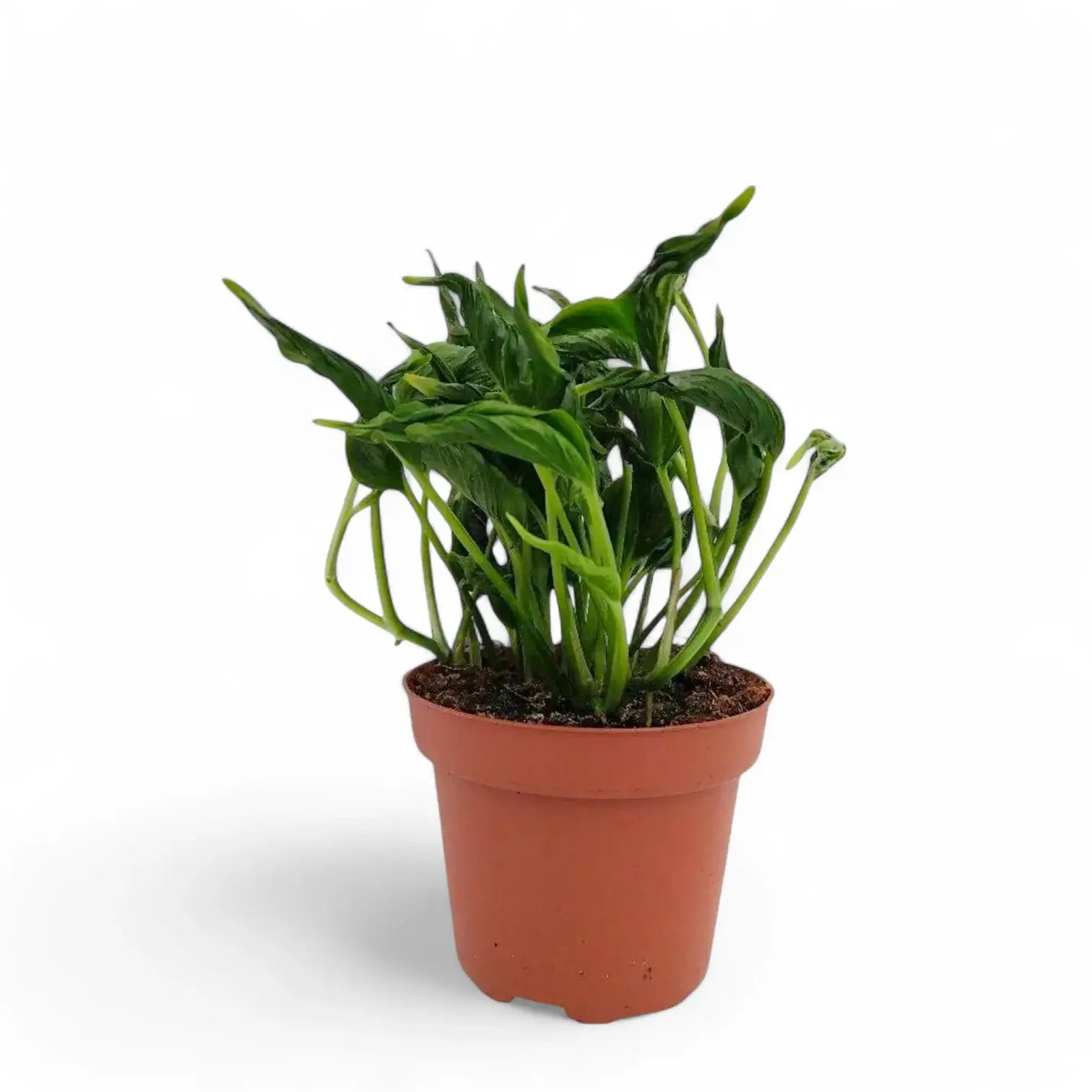 Epipremnum aureum 'Shangri La' aka 'Sleeping Pothos' Zimmerpflanze im Anzuchttopf vor weißem Hintergrund, Produktfoto 4.