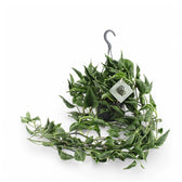 sleeping pothos plant Epipremnum aureum 'Shangri La' – Crinkled Sleeping Pothos
