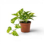 Medium Epipremnum aureum plant in a nursery pot on a white background