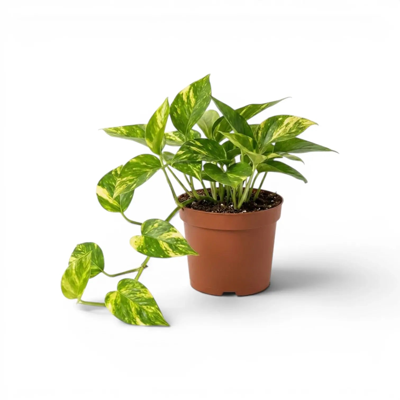 Medium Epipremnum aureum plant in a nursery pot on a white background