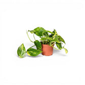 Epipremnum aureum plant in a nursery pot on a white background