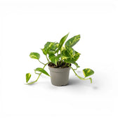 Epipremnum aureum plant in a nursery pot on a white background