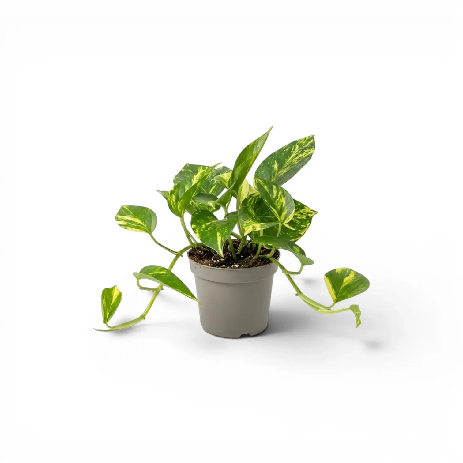 Epipremnum aureum plant in a nursery pot on a white background