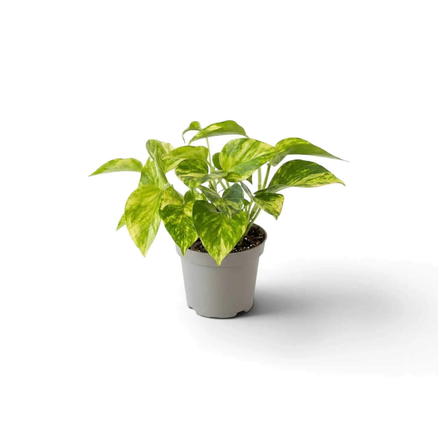 Epipremnum aureum plant in a nursery pot on a white background