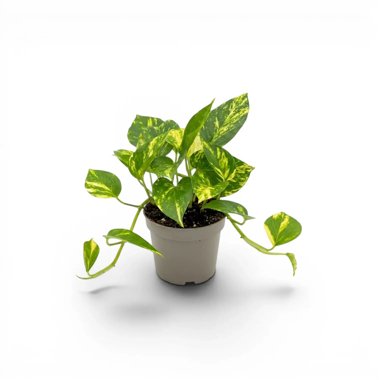 Epipremnum aureum im Kulturtopf vor weißem Hintergrund