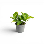 Small  Epipremnum aureum plant in a nursery pot on a white background