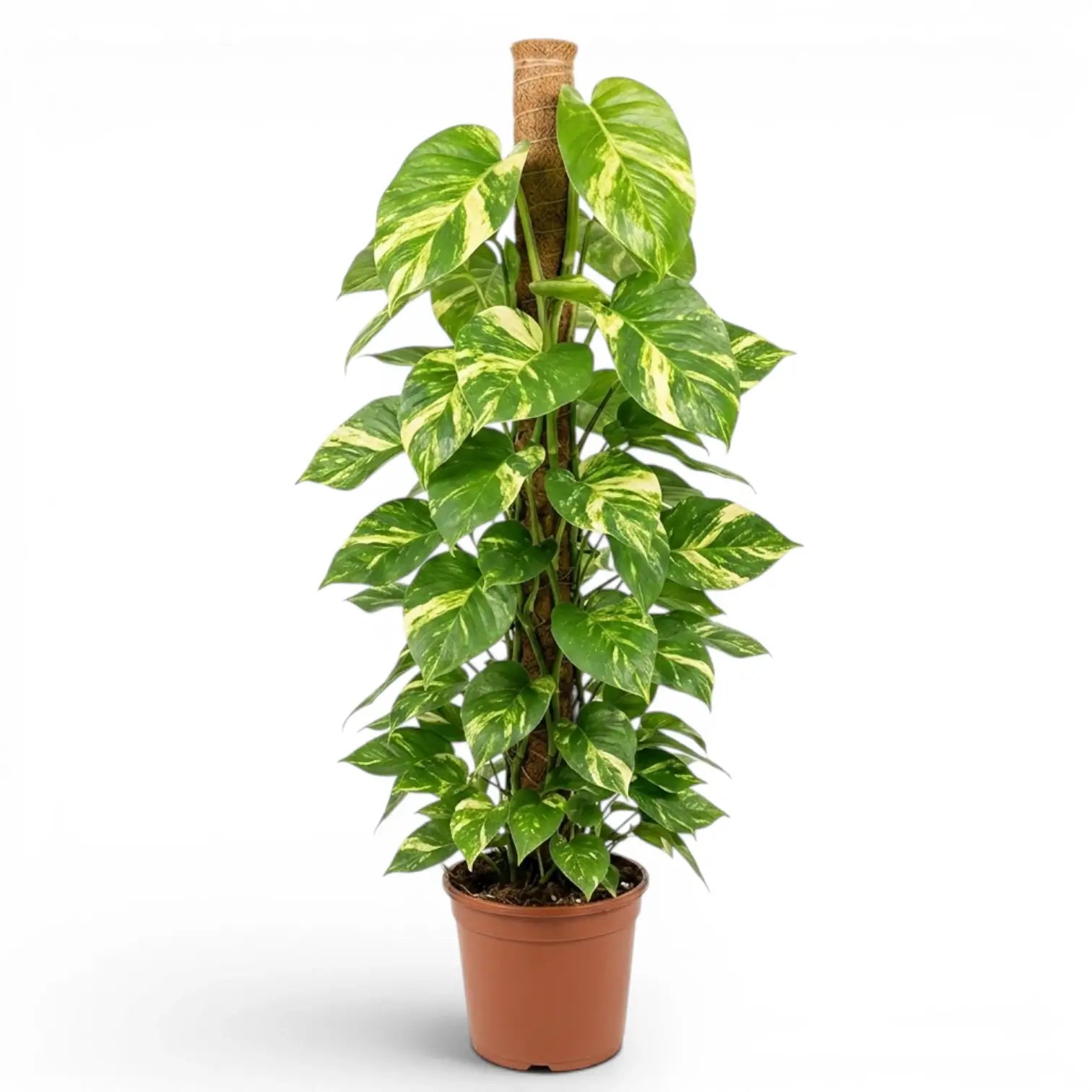 Extra Large Epipremnum aureum plant in a nursery pot on a white background