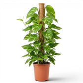 Extra Large Epipremnum aureum plant in a nursery pot on a white background