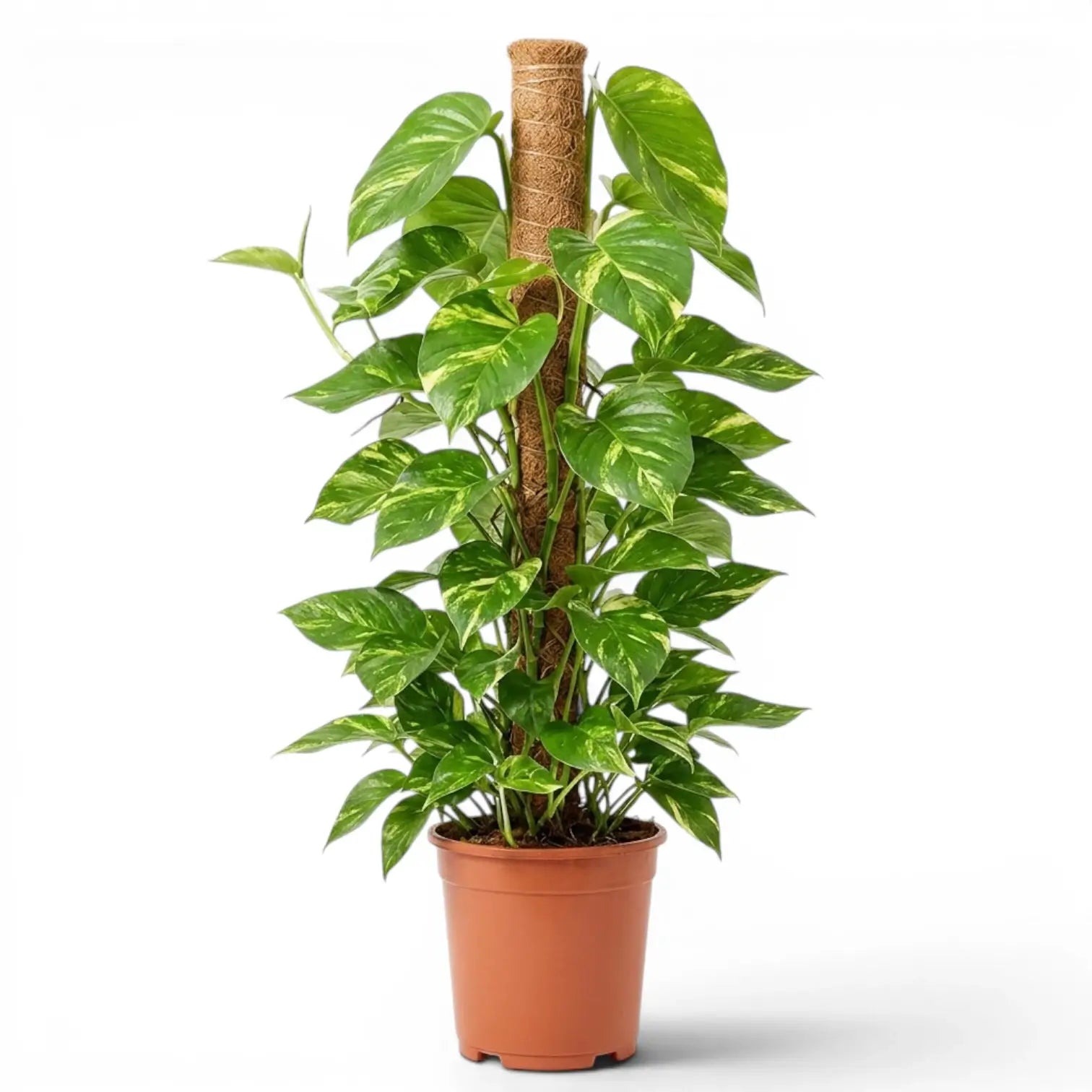 Extra Large Epipremnum aureum plant in a nursery pot on a white background
