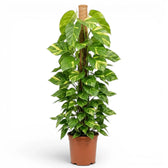 Extra Large Epipremnum aureum plant in a nursery pot on a white background