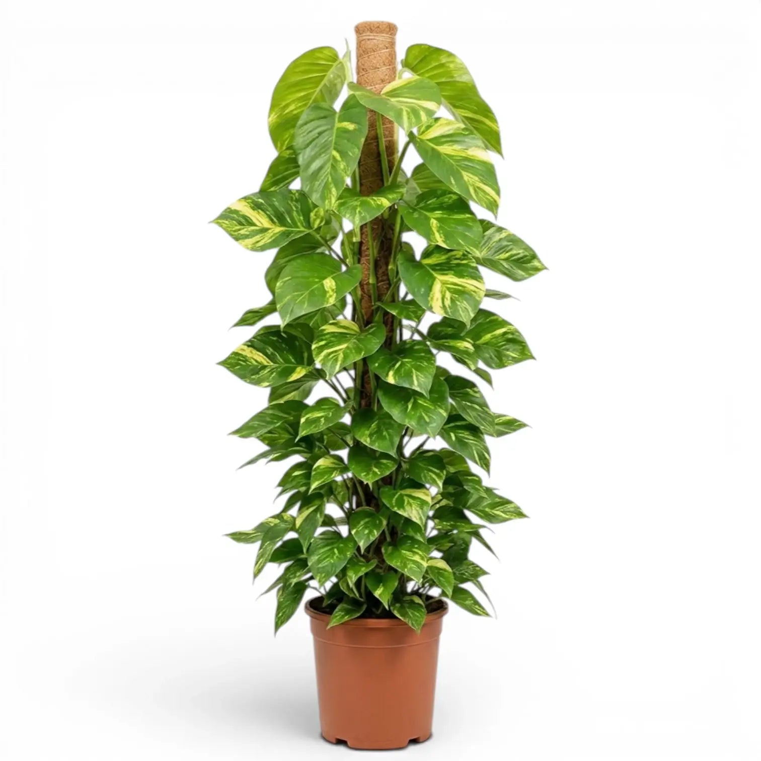 Extra Large Epipremnum aureum plant in a nursery pot on a white background