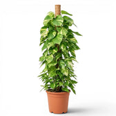 Extra Large Epipremnum aureum plant in a nursery pot on a white background