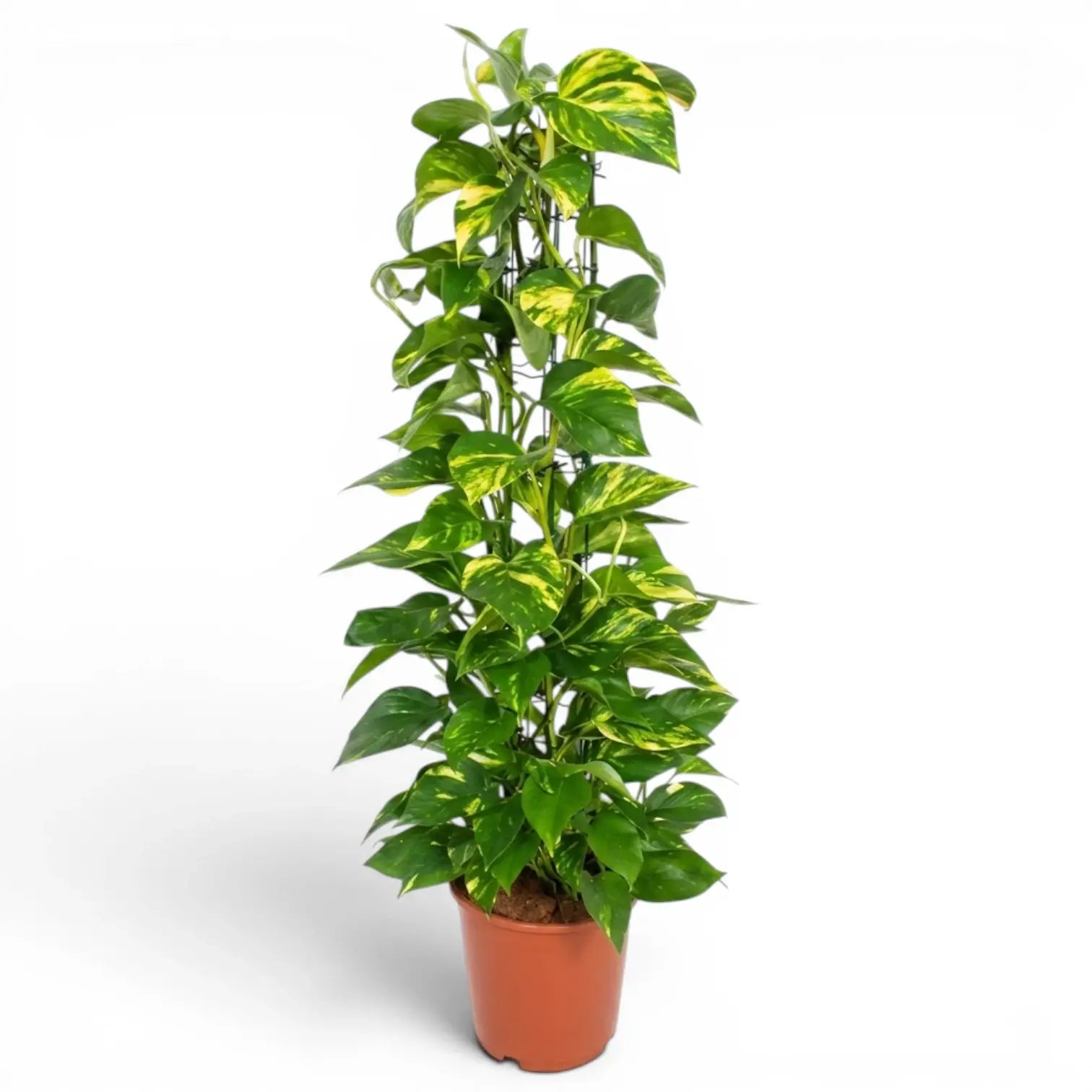 Extra Large Epipremnum aureum plant in a nursery pot on a white background