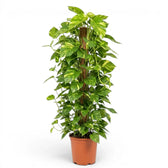 Extra Large Epipremnum aureum plant in a nursery pot on a white background