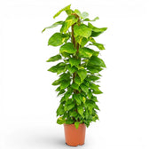 Extra Large Epipremnum aureum plant in a nursery pot on a white background