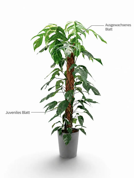 Epipremnum pinnatum Blätterdiagram