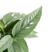 Close up of Epipremnum Cebu Blue foliage on a white background
