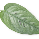 Close up of Epipremnum Cebu Blue foliage on a white background