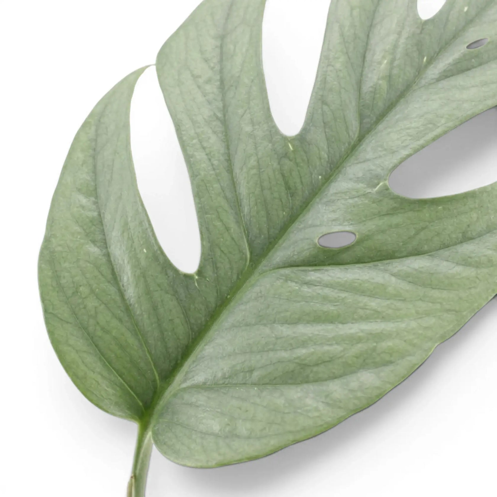 Close up of Epipremnum Cebu Blue foliage on a white background